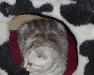 Превью Кошка скоттиш фолд Санкт-Петербург - 1