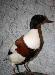 Продается чучело утки (пеганка) превью 369336.
