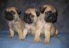 Питомник мопсов превью 375017.