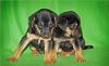 Щенки-карапузики 1 мес в дар превью 375447.