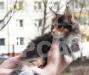 Превью Котята мейн куны Москва - 1