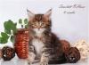 Превью Котята из питомника породы   Мэйн Кун Москва - 2