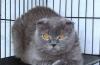 Превью Выставка котят ВВЦ пав N 64 Москва - 3