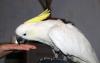 Превью Какаду желтохохлый Cacatua galerita triton Москва - 2