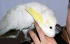Превью Какаду желтохохлый Cacatua galerita triton Москва - 3