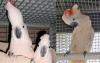 Превью Молуккский какаду (Cacatua moluccensis) Москва - 1