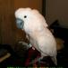 Превью Молуккский какаду (Cacatua moluccensis) Москва - 3
