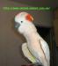 Превью Молуккский какаду (Cacatua moluccensis) Москва - 4