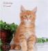 Превью Котята мейн кун Москва - 3
