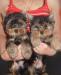 Превью Йоркширский терьер щенки Москва - 1