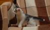 Превью Котята 1,5 мес от домашней кошки в дар(девочки) Москва - 4