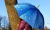 Превью Яркие и необычные зонты и зонтики Санкт-Петербург - 4