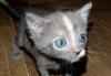 Превью Малышка Луна Санкт-Петербург - 1
