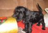 Цвергшнауцер, щенки черного окраса превью 393934.