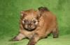 Превью Выбор из 12 щеночков померанского шпица Москва - 4