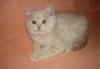 Превью Британские  плюшевые котята Москва - 3