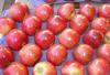 Предлагаем  прямые поставки   яблок превью 395840.