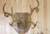 Рога оленя превью 396273.