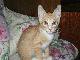 Замурррчательный рыжий котенок в добрые руки превью 40456.