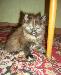 Превью Котёнок Москва - 1