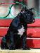 Превью Cane corso Москва - 2