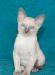 Превью Котята корниш-рекс Воронеж - 3