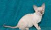 Превью Котята корниш-рекс Воронеж - 4