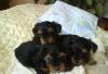 Продам щенков йорка превью 401860.