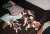Превью Очаровательные детки Джек Рассел Терьера Москва - 1