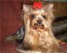 Йоркширский терьер - племенной кобель.Продажа превью 402225.