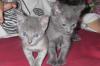 Почти чистокровные русские голубые котята превью 402326.