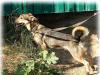 Превью В дар. Веселушка и попрыгушка Голди Москва - 2