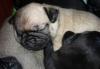 Щеночек мопса превью 404094.
