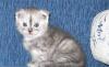 Превью Две шотландские вислоухие кошечки (скоттиш-фолд) Саратов - 3