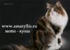Превью Мейн-куны  американские линии  питомник Москва - 1