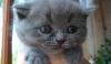 Котенок 2мес., голубой окрас, кошечка превью 408088.