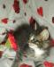 Котёнок девочка) превью 408354.