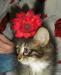 Превью Котёнок девочка) Москва - 4