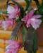 Превью Epiphyllum "Deutsche Kaiserin" (лесной кактус) Москва - 2