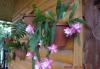 Превью Epiphyllum "Deutsche Kaiserin" (лесной кактус) Москва - 3