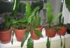 Превью Epiphyllum "Deutsche Kaiserin" (лесной кактус) Москва - 4