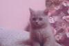 Британские короткошёрстые котята превью 410031.