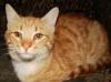 Отдам рыжего кота даром превью 410048.