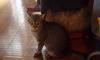 Превью Кошечка красавица Москва - 1