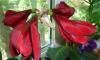 Превью Продаю гиппеаструм Москва - 3