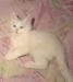 Котенок белый пушистый превью 412194.