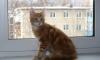 Превью Мейн Кун котята чемпионы породы Москва - 2