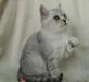 Превью Черная серебристая пятнистая шоу-кошечка Санкт-Петербург - 2