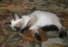 Превью Тайские котята из питомника "Аленький цветочек" Москва - 1