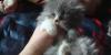 Персидские котята превью 414277.